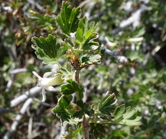 Ribes leptanthum