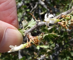 Ribes leptanthum