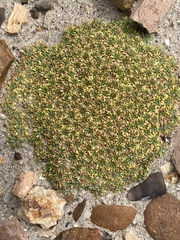 Azorella