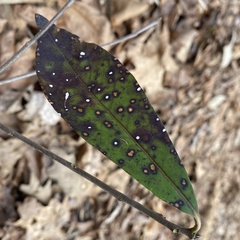 Mycosphaerella colorata