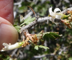 Ribes leptanthum
