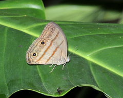 Megeuptychia antonoe