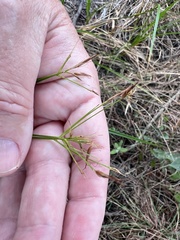 Rhynchospora inundata