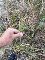 Rhynchospora inundata