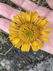 Helenium pinnatifidum
