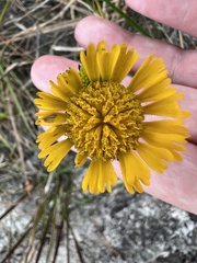 Helenium pinnatifidum