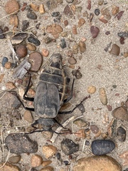 Apterocaulus heterogama