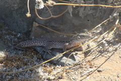 Callopistes maculatus
