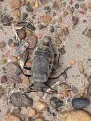 Apterocaulus heterogama