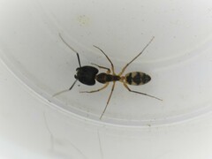 Camponotus substitutus