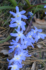 Scilla forbesii