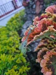 Stagmomantis tolteca
