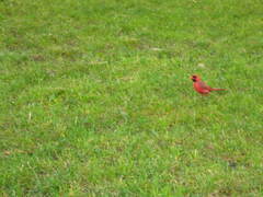 Cardinalis cardinalis