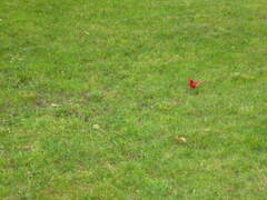 Cardinalis cardinalis