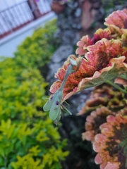 Stagmomantis tolteca