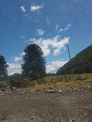 Araucaria araucana