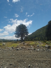 Araucaria araucana