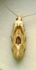 Aethes angustana