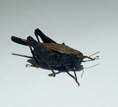 Tettigidea
