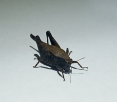 Tettigidea
