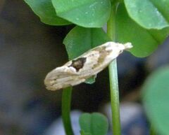 Aethes angustana