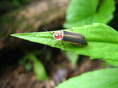 Photinus pyralis