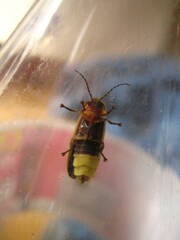 Photinus pyralis