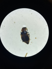 Collops quadrimaculatus