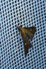 Dolicharthria punctalis