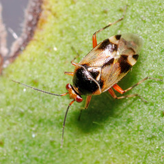 Deraeocoris serenus