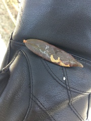 Phyllonorycter ledella