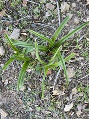 Toxicoscordion fremontii
