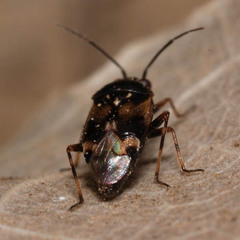 Deraeocoris serenus