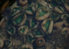 Palythoa mutuki
