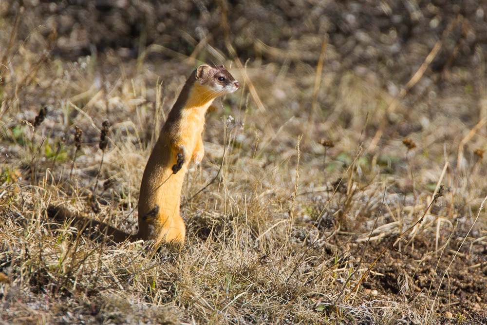 Long-tailed Weasel from Mt. Evans, Colorado on June 8, 2007 by Greg ...