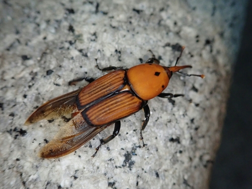 Red Palm Weevil