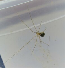 Micropholcus fauroti