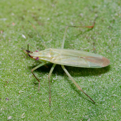 Trigonotylus