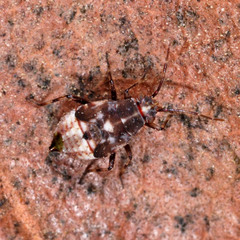 Deraeocoris