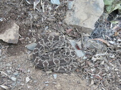 Bothrops pubescens