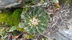 Parodia erinaceus