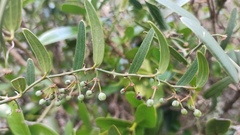 Smilax campestris
