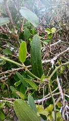 Smilax campestris