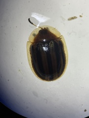 Agroiconota bivittata