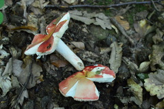Russula lepida