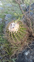 Parodia erinaceus