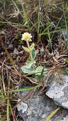 Pfaffia gnaphalioides