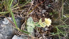 Pfaffia gnaphalioides