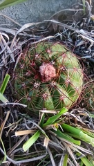 Parodia ottonis