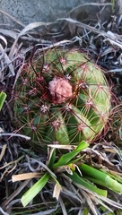 Parodia ottonis